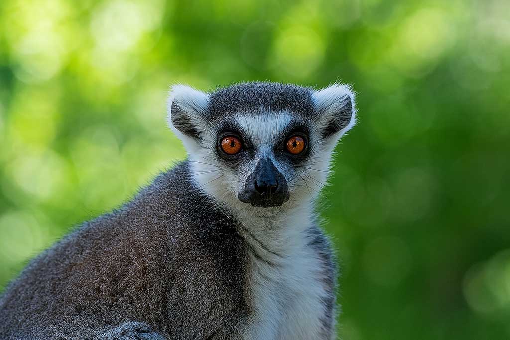 Lemur i Furuviksparken